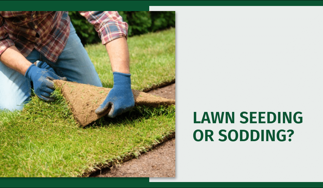 Lawn Seeding or Sodding? Find the Best Option for Cave Creek Homes