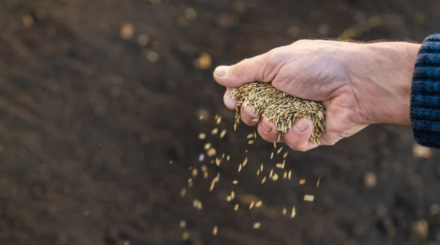 lawn seeding