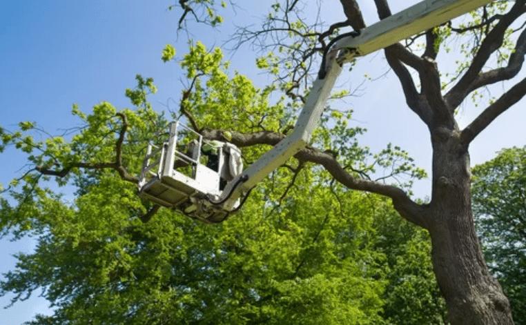 tree services: tree pruning