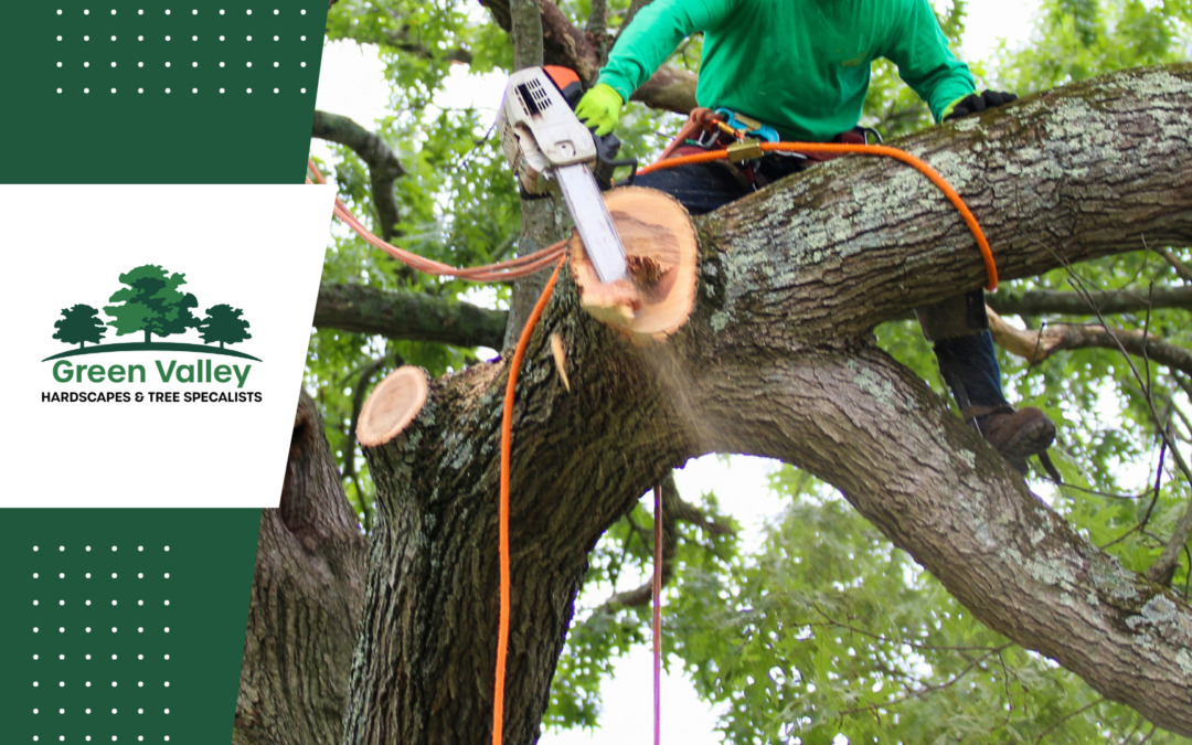 Tree Removal Services: Safe, Efficient, and Complete Care From Canopy to Stump
